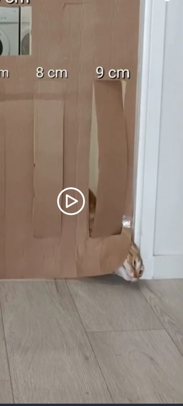 Головоломка для кота