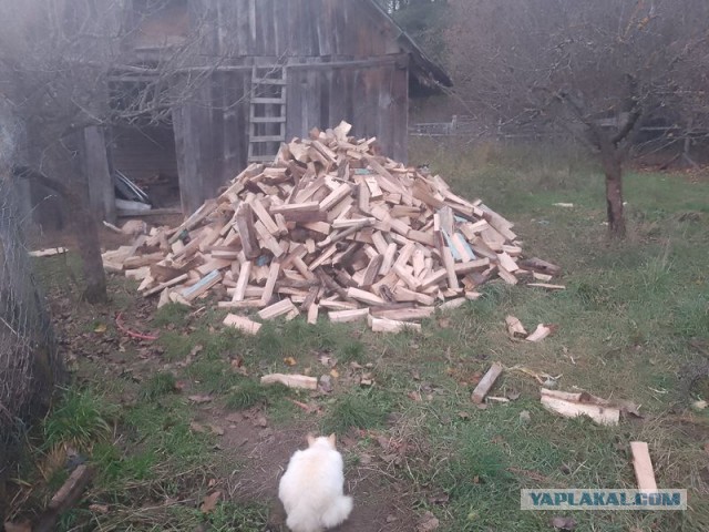 Жизнь домашнего приюта для котеек 469