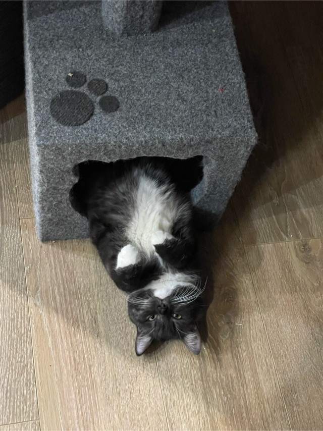 Мой котяра