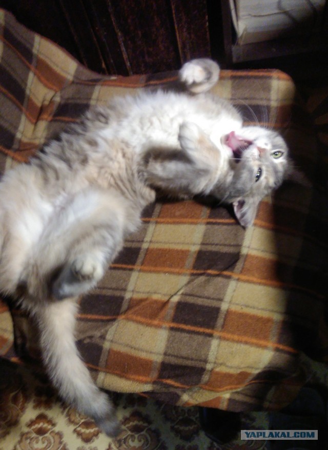 Сборник рассказов ЯПовских авторов. Обсуждение проблемы.