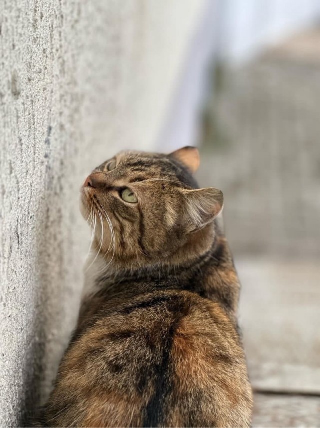 У меня живёт кошка.