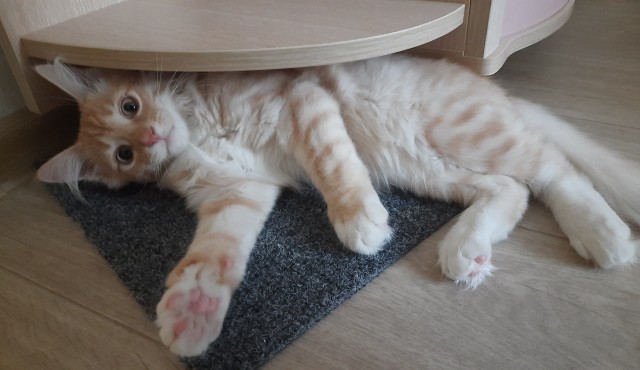 Теперь и мы - участники котовторника!