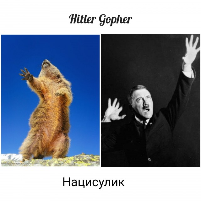 Самые смешные снимки животных в дикой природе за всю историю фотоконкурса Comedy Wildlife Photography Awards