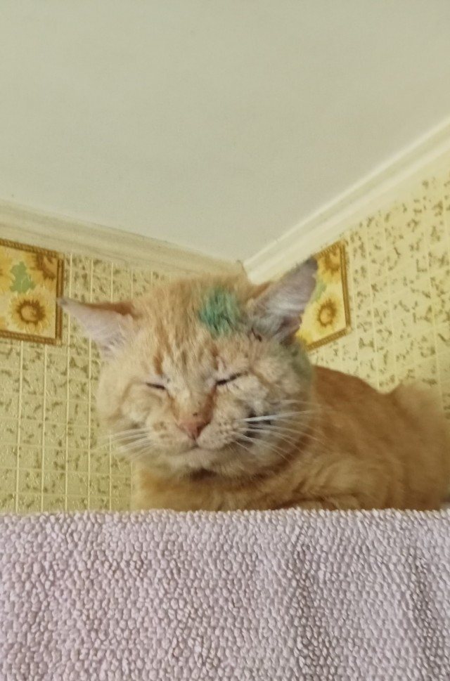 Котовторник, от мала до велика