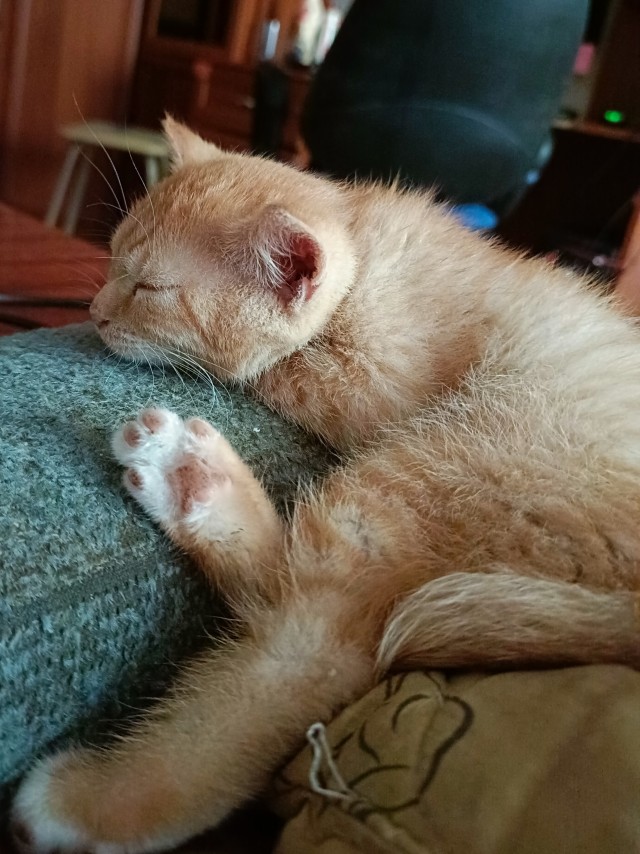 Котовторник и я теперь котораб