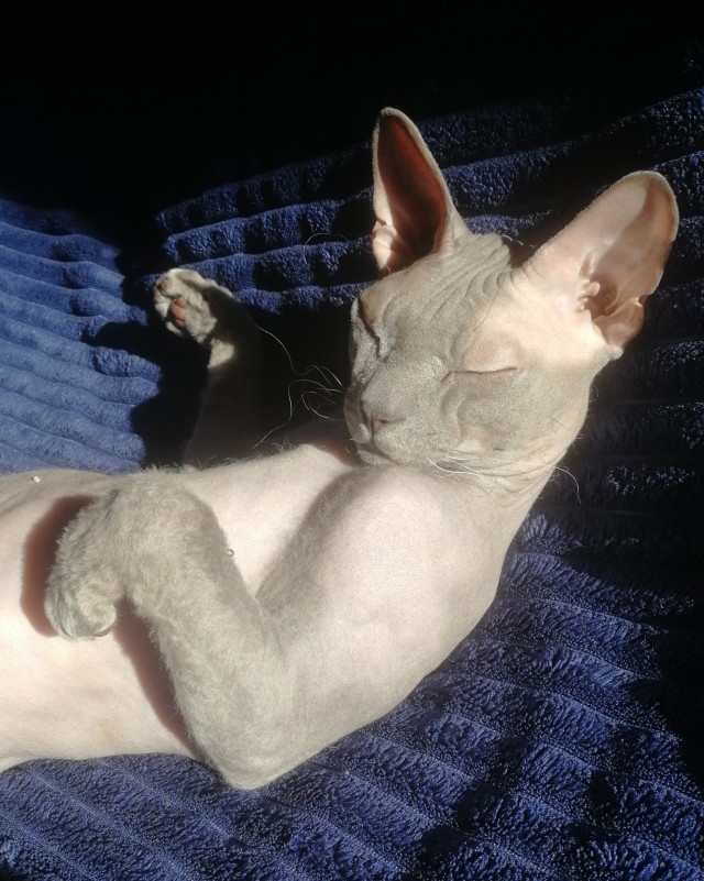 С Котовторником!