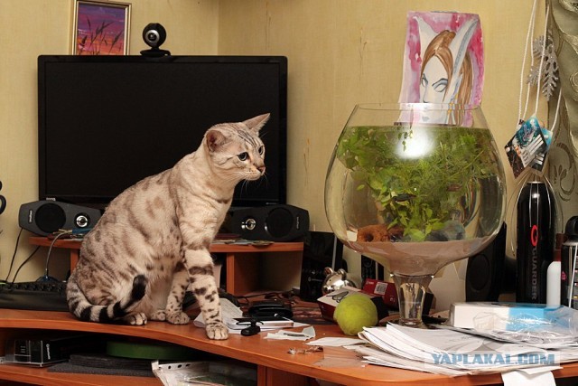 О бенгальских котах на наглядном примере