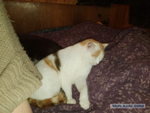 Жизнь домашнего приюта для котеек 536