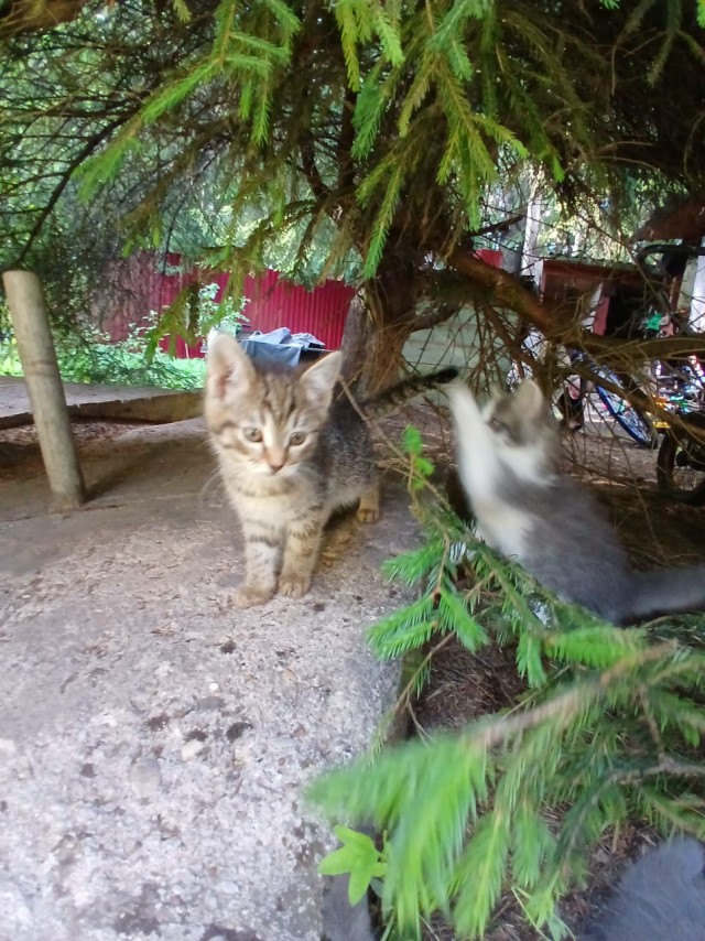 Отдам котят