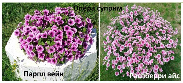Роза-брюква