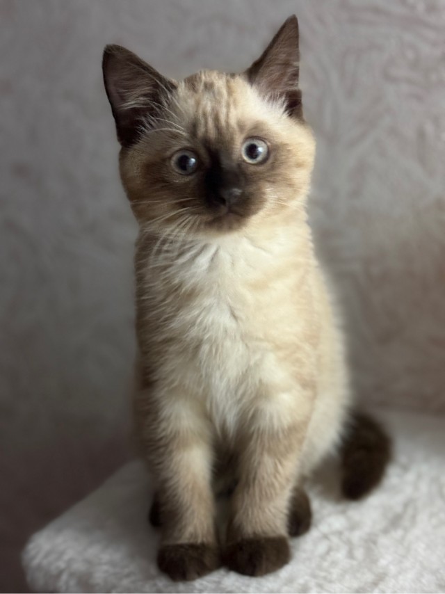 С котовторником!