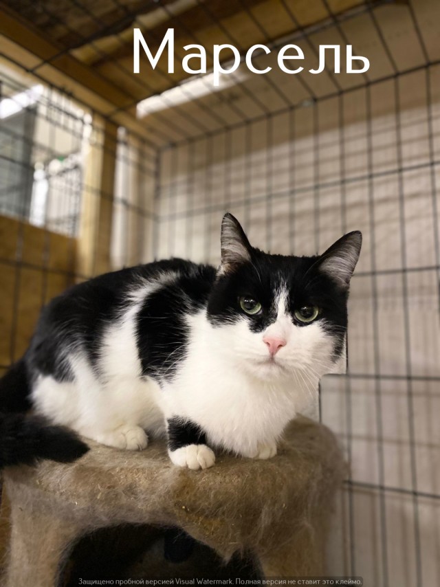 Жизнь домашнего приюта "Котоленд" 520