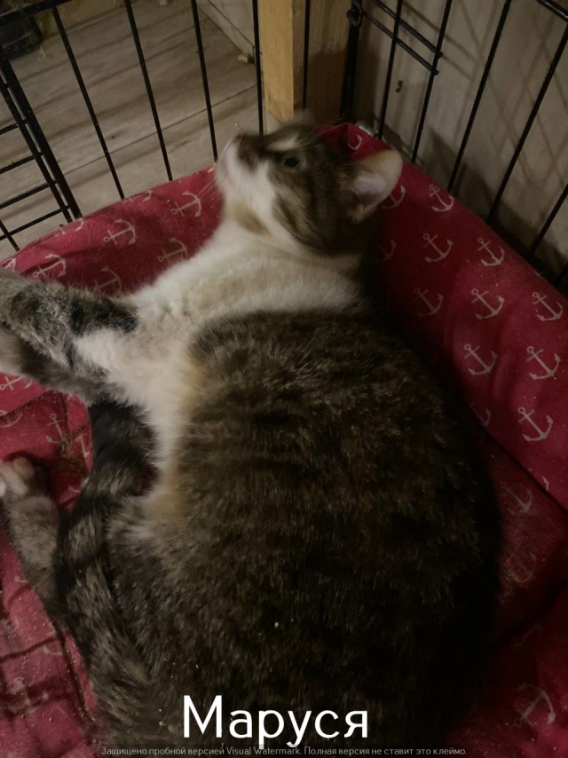 Жизнь домашнего приюта "Котоленд" 524. Нам сегодня 10 лет!