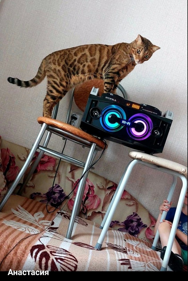 Котофторник жеж