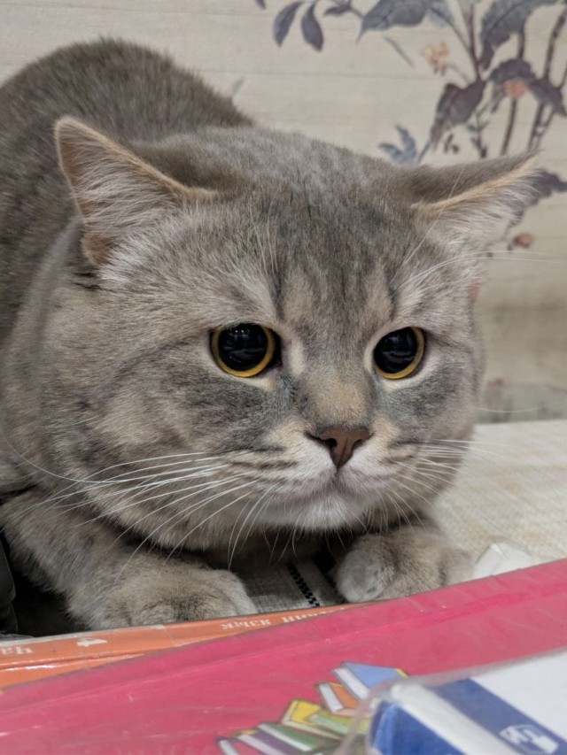 А котовторник уже пришёл?