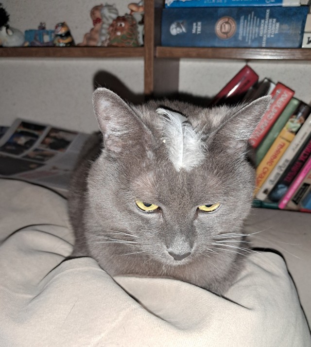 К котовторнику: знакомтесь: Сёма