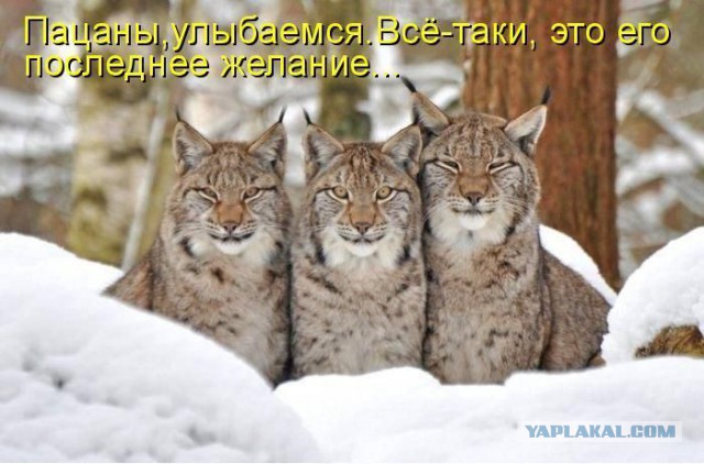 Капля позитива