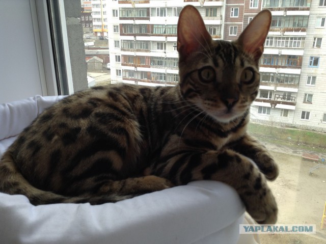 Котовторник 6.05.2014