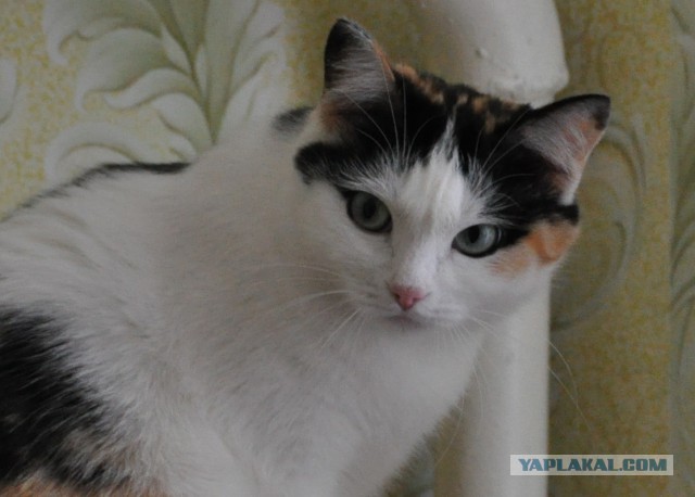 Котовторник 10.06.2014