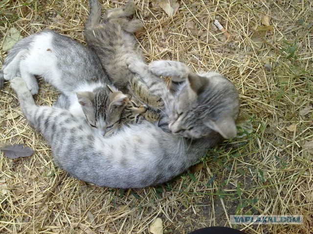 Котовторник 02.09.2014