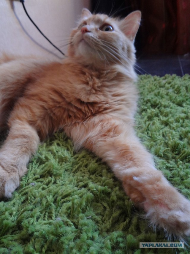 Котовторник 30.09.2014