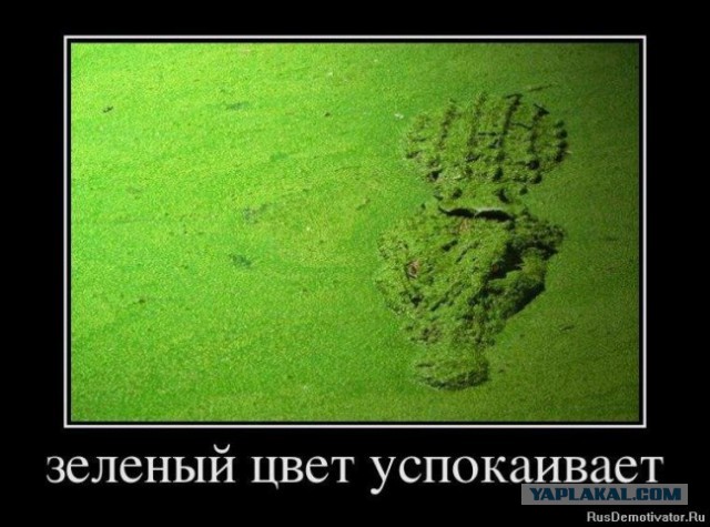 Всем зеленки!