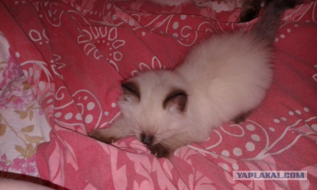 Котовторник 11.11.2014