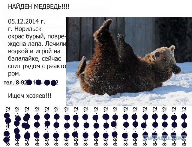 Граждане, не выгуливайте медведей на ж/д путях!