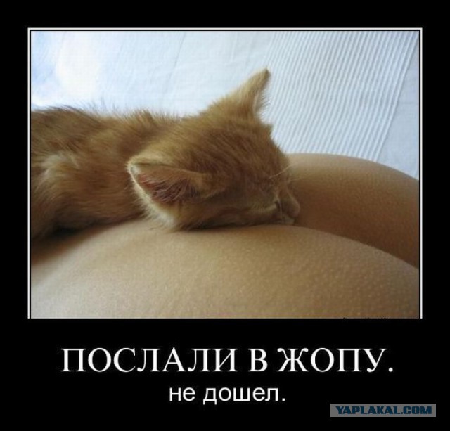 Весёлое из сети