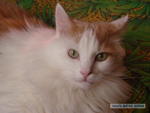 Котовторник