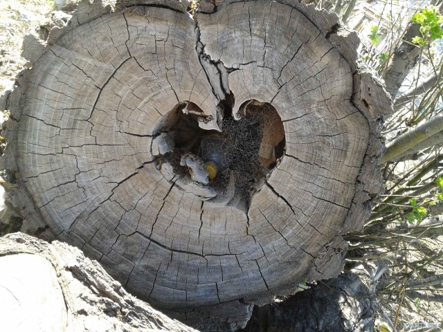 Шутки природы