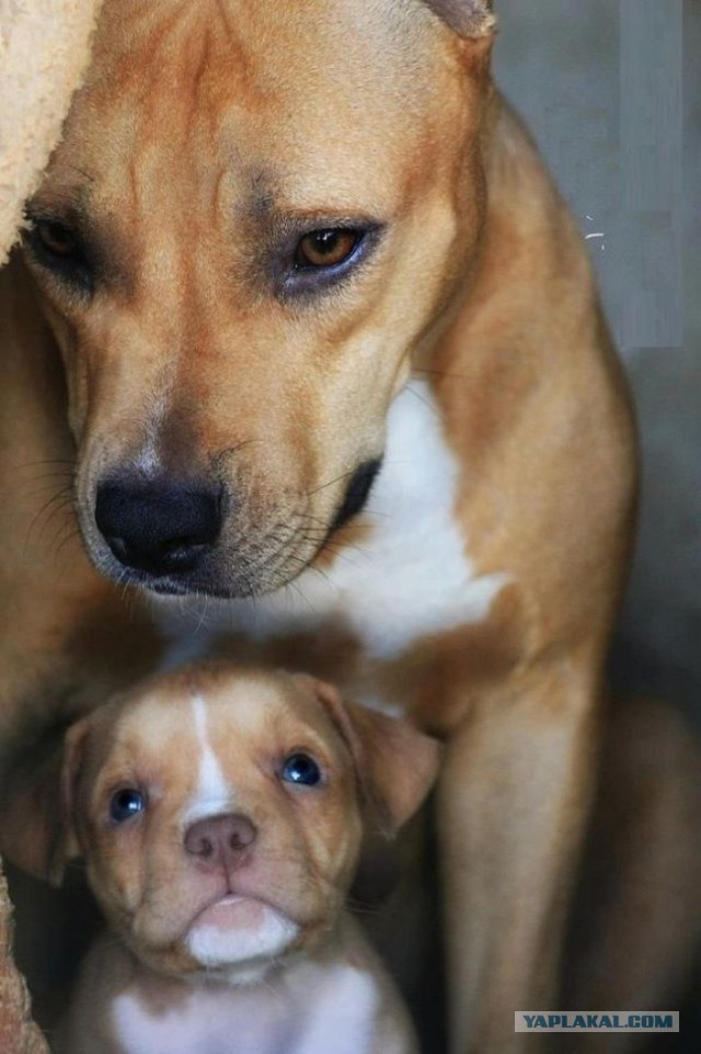 Собаки - прекрасные мамы!