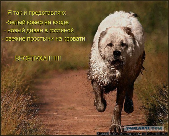 Немного братьев наших меньших! ЧЕТВЕРГ