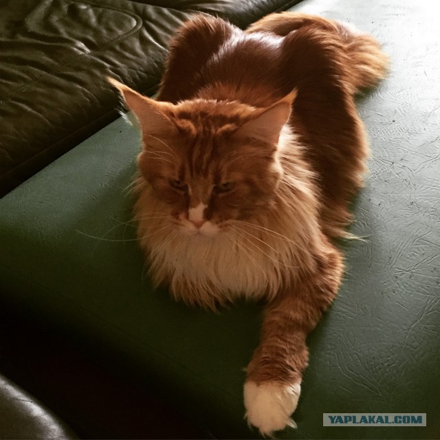 Котовторник 16.06.2015., Котовторник наступил!
