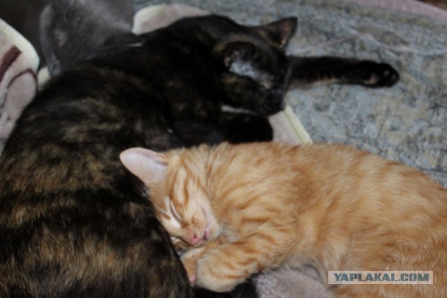 Котовторник 16.06.2015., Котовторник наступил!