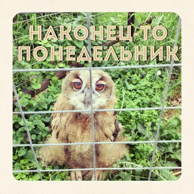 Совы тоже могут в мемы
