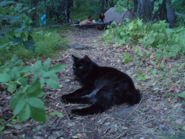 Жизнь Черного кота