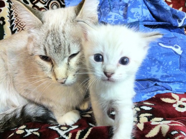 Котовторник  27.10.2015