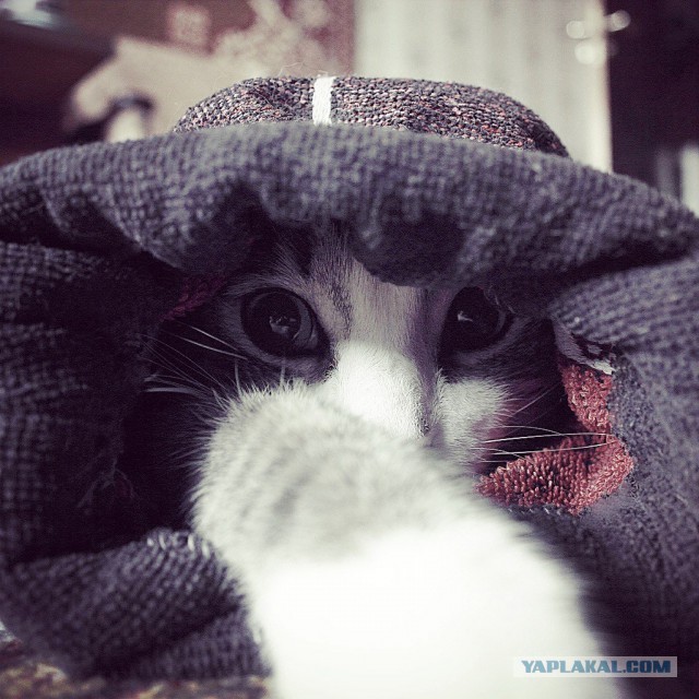 Котовторник 03.11.2015