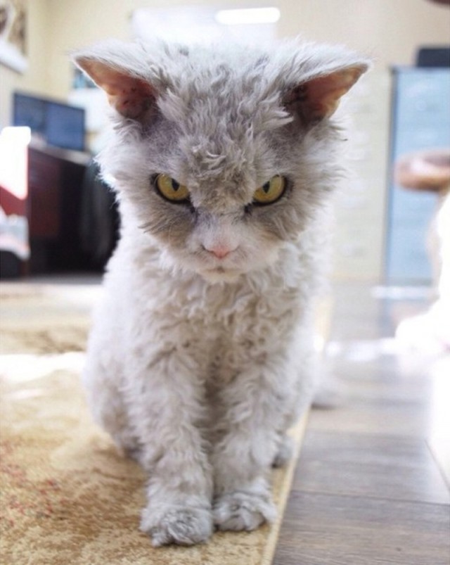 Картинки разные из сети