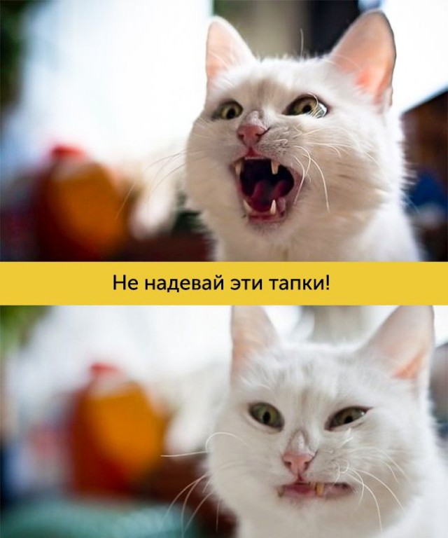 15 котов, мимике которых можно только позавидовать