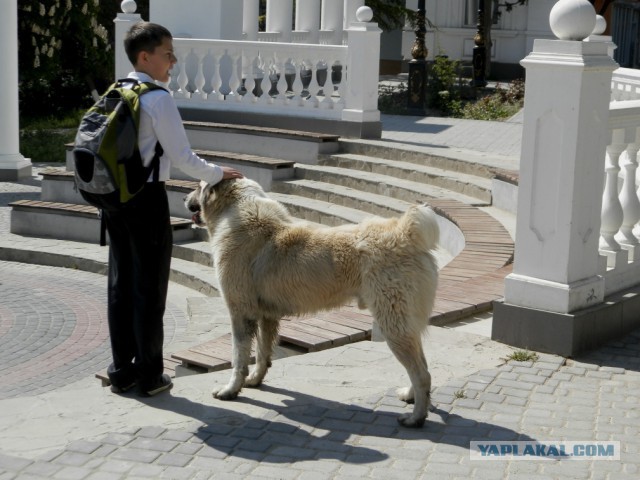 "Кавказец" на ниточке