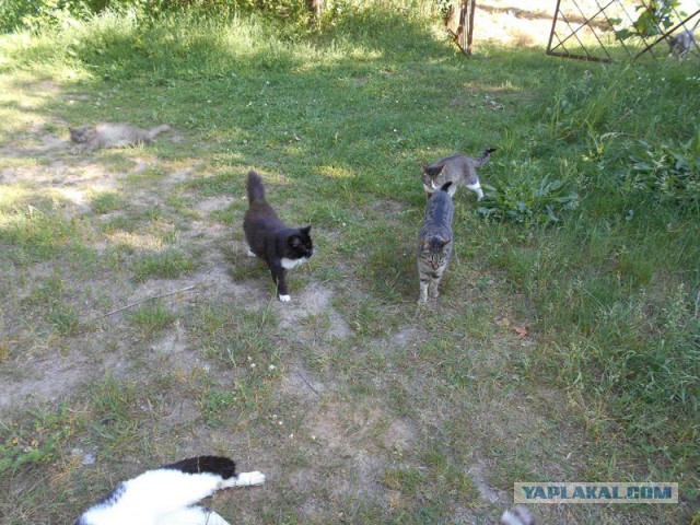 Жизнь домашнего приюта для котеек 117