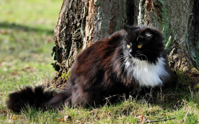 Коты из сети