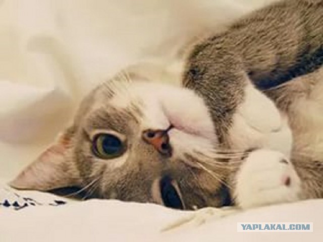 Котовторник 27.12.2016