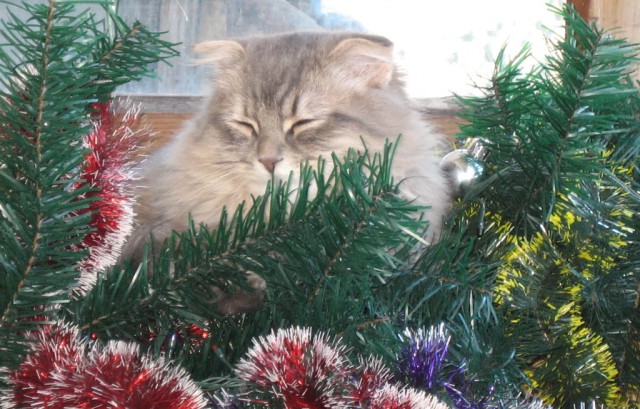 Котовторник 27.12.2016