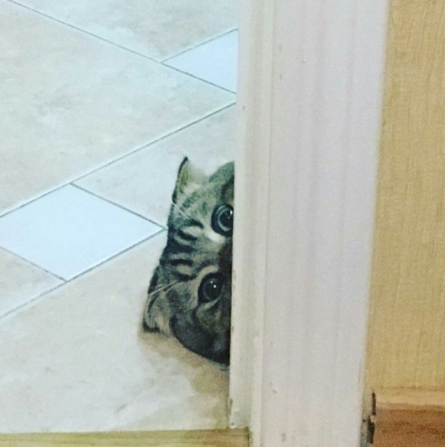 Котлеты вот жарим
