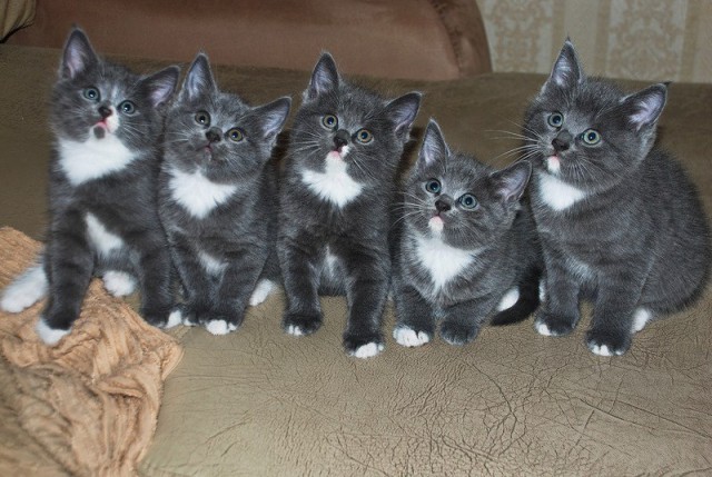 Коты и Кошки