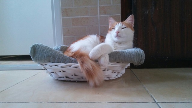 Коты и Кошки