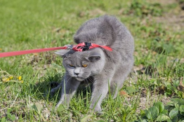 Коты и Кошки
